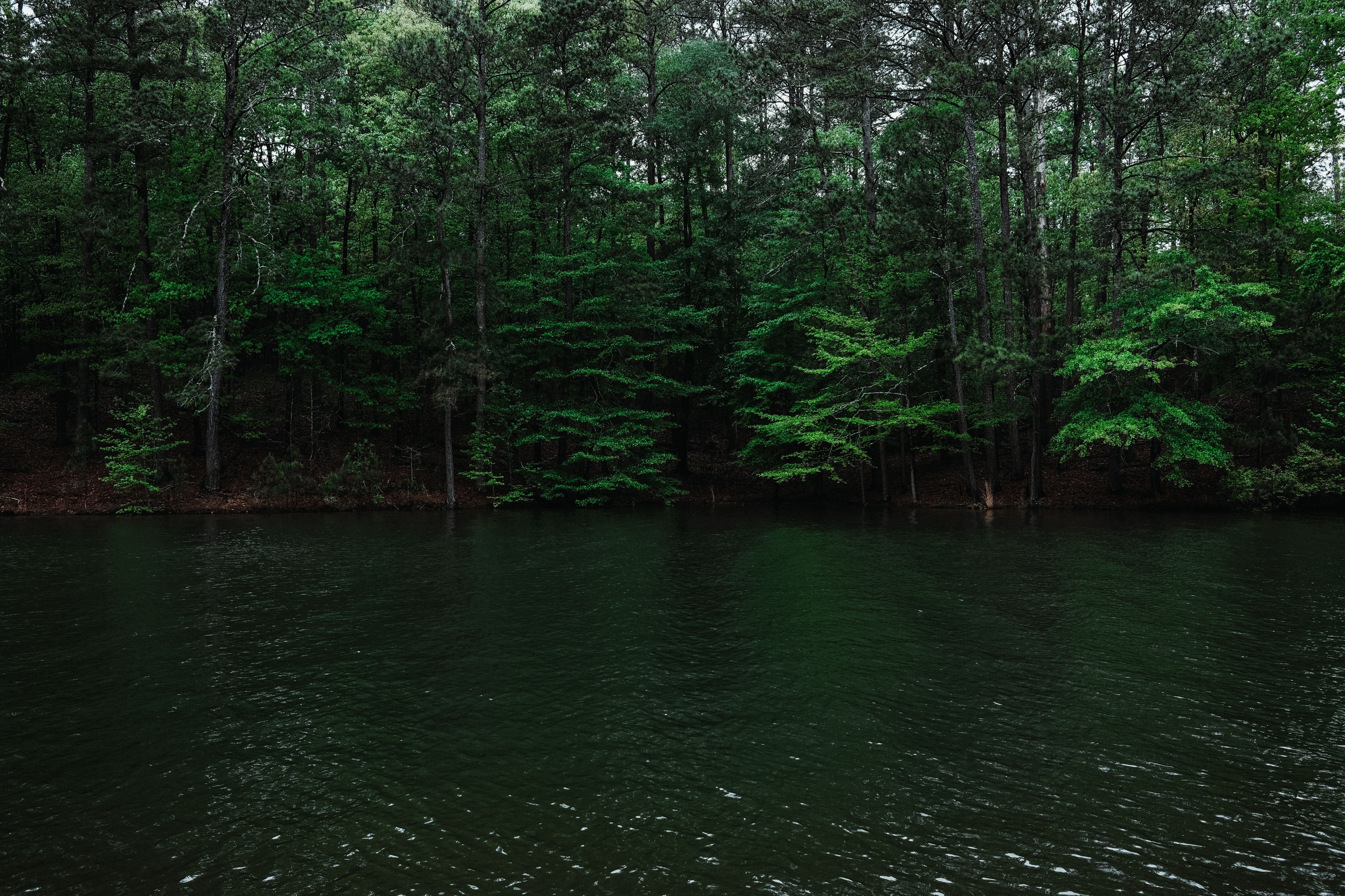 The Oak | Cabin Seven